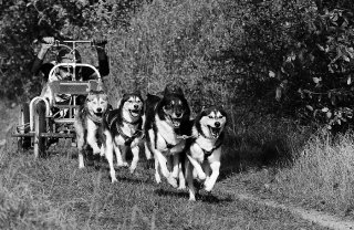 Schlittenhunde in der Senne