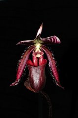 KW23 - Paphiopedilum