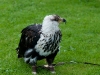 DSC_0697.jpg
