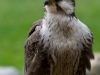 DSC_0709.jpg