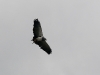 DSC_0801.jpg