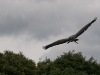 DSC_0822.jpg