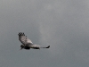 DSC_0823.jpg