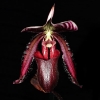 KW23 - Paphiopedilum
