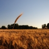 KW29 - Abendsonne
