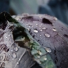KW35 - Rotkohl am Morgen