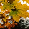 KW44 - Herbstfarben