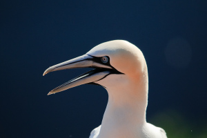 Tierische Begegnungen auf Helgoland 2011