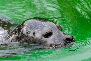 Zoo Osnabrück