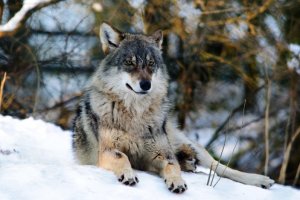 Tierpark Olderdissen