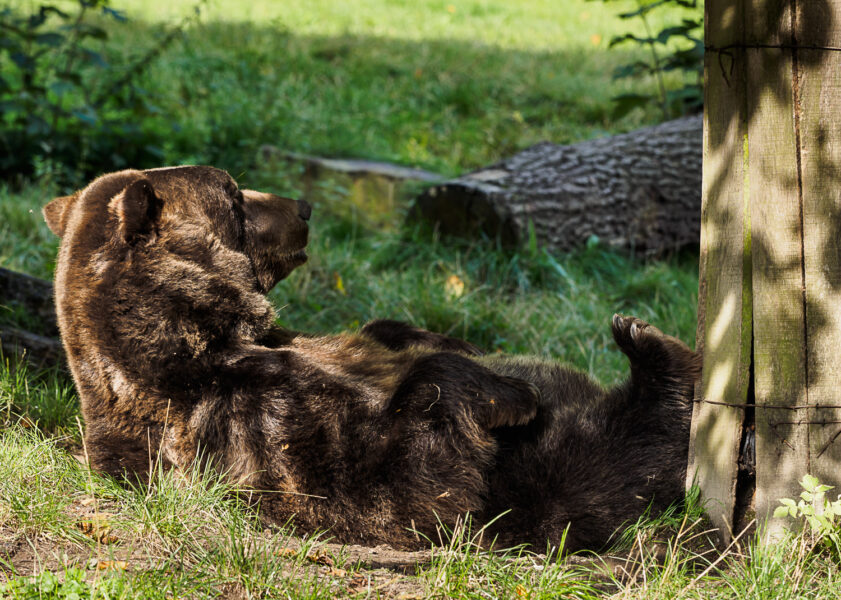 Fuchs und Bär